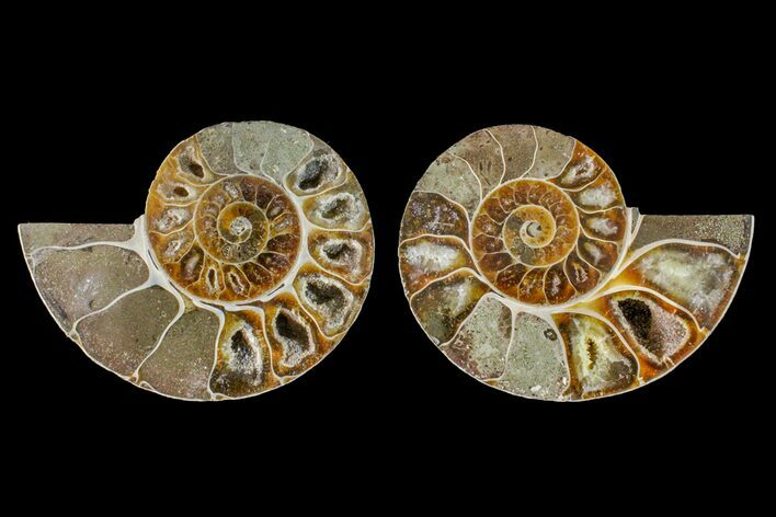 2.9" Thick, Cut & Polished Ammonite Fossil - Madagascar